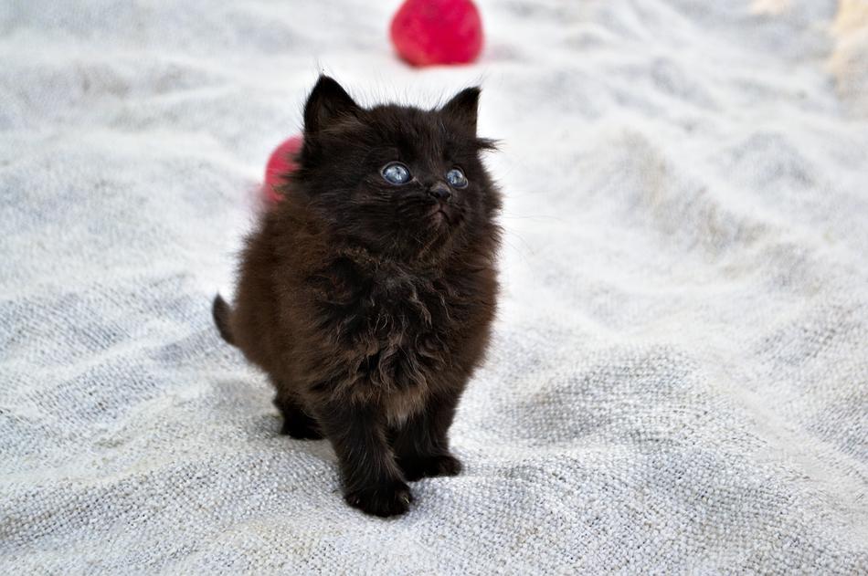 Kitten Funny