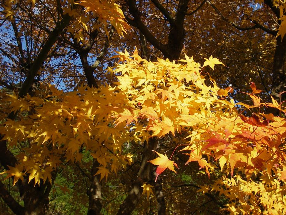 Autumnal Leaves Autumn Fall Of