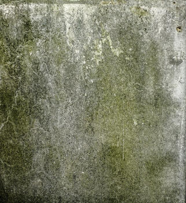 wall covered with dirty green moss