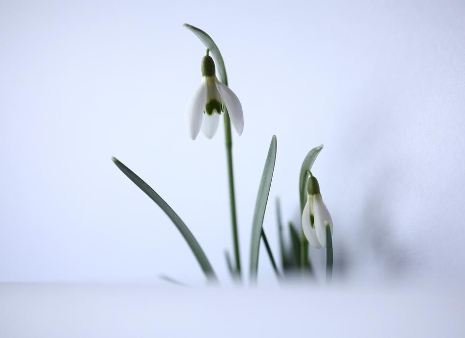 Snowdrop Harbinger Of Spring White