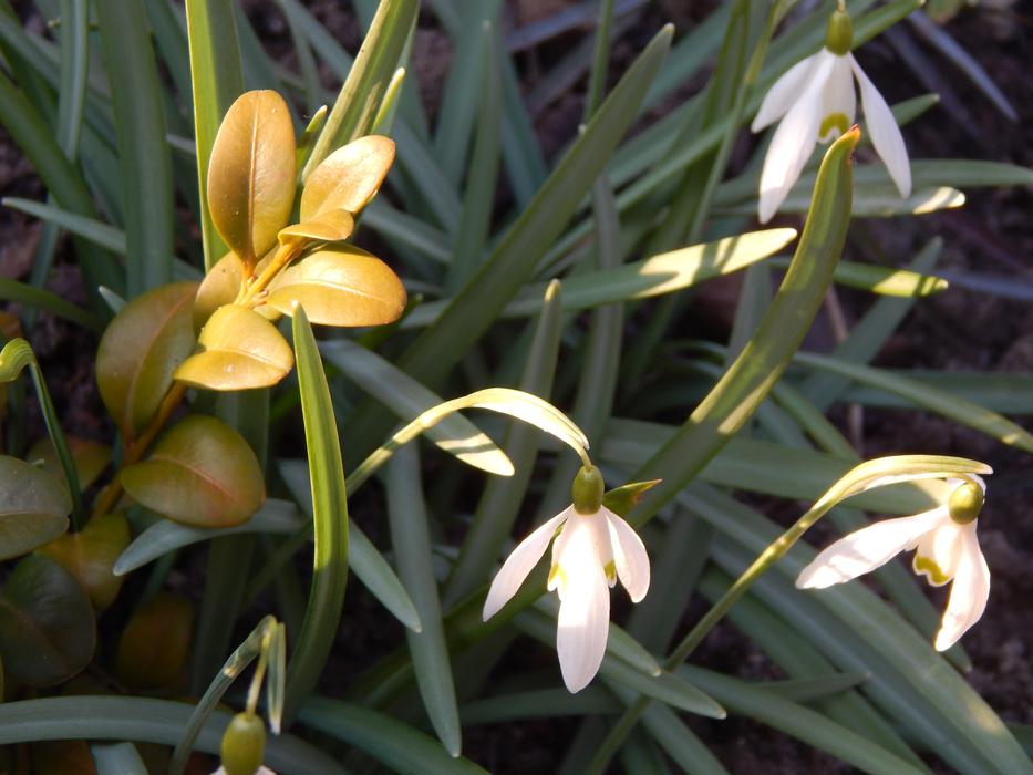 illuminated spring flowers in the garden