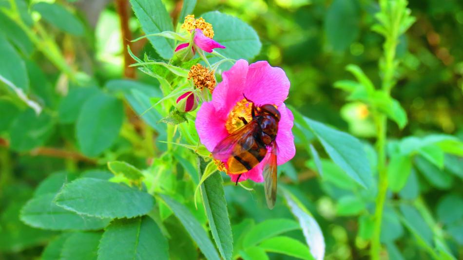 Bee on pink Flower and green leaves