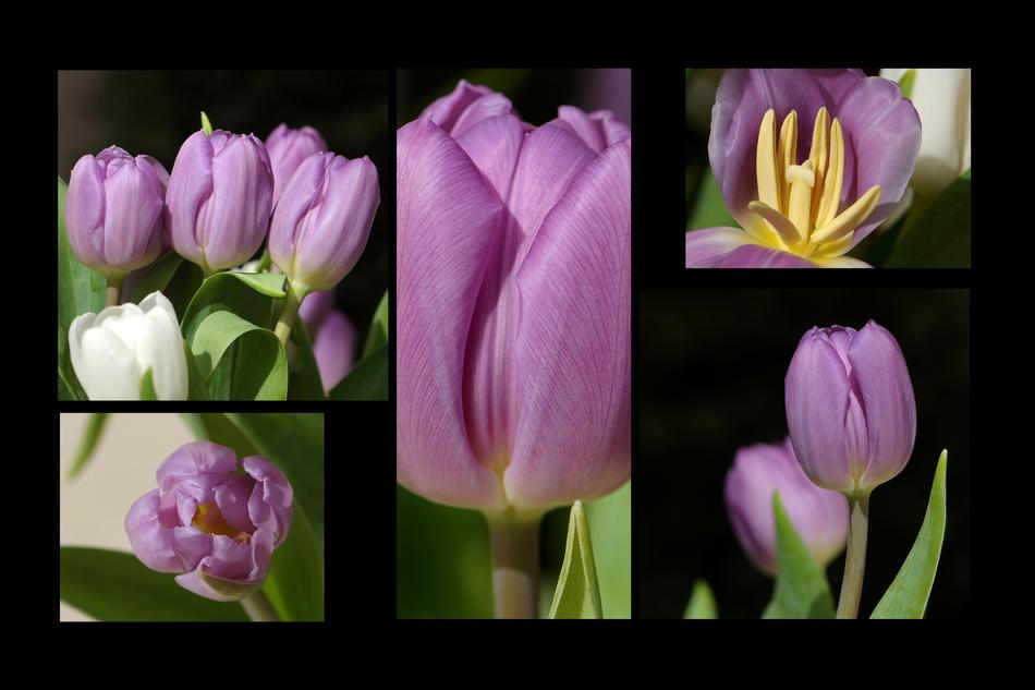Tulips Tulipa Flowers