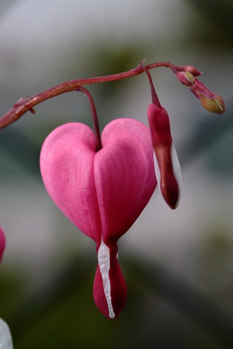Flower Heart pink close-up on blurred background