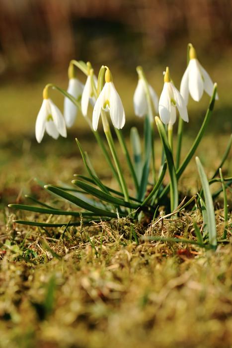 macro view of Snowdrop, group of Spring Flowers