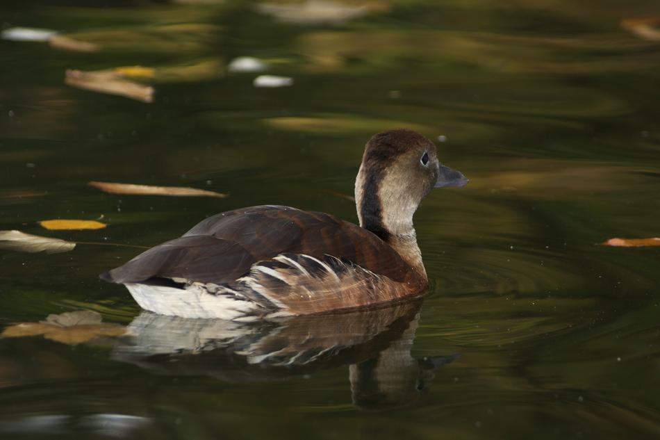 Duck Water Fauna