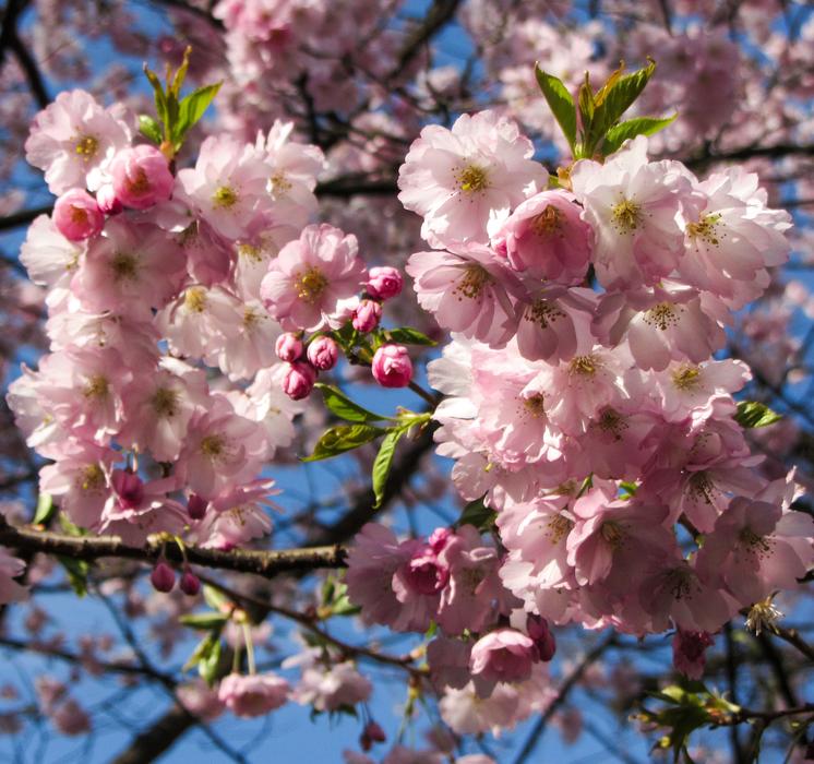 Spring Frühlingsanfang