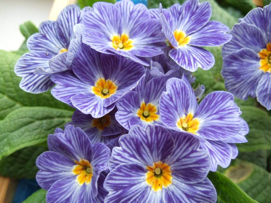 Primerose Flower yellow Blue