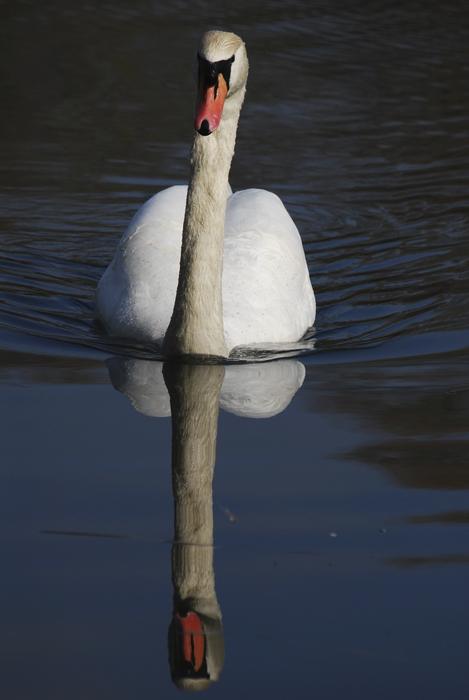 Swan Reflection