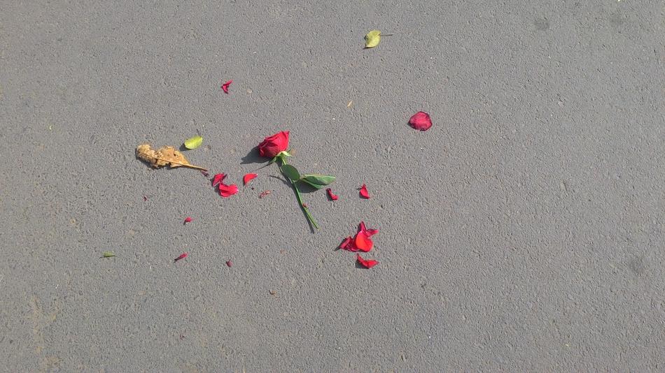 red rose with petals on a concrete slab