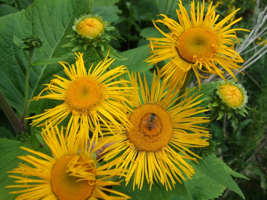 Yellow Flowers at garden