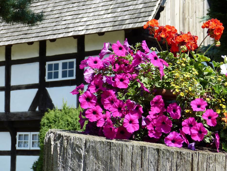 Flowers Petunia Geranium Open Air