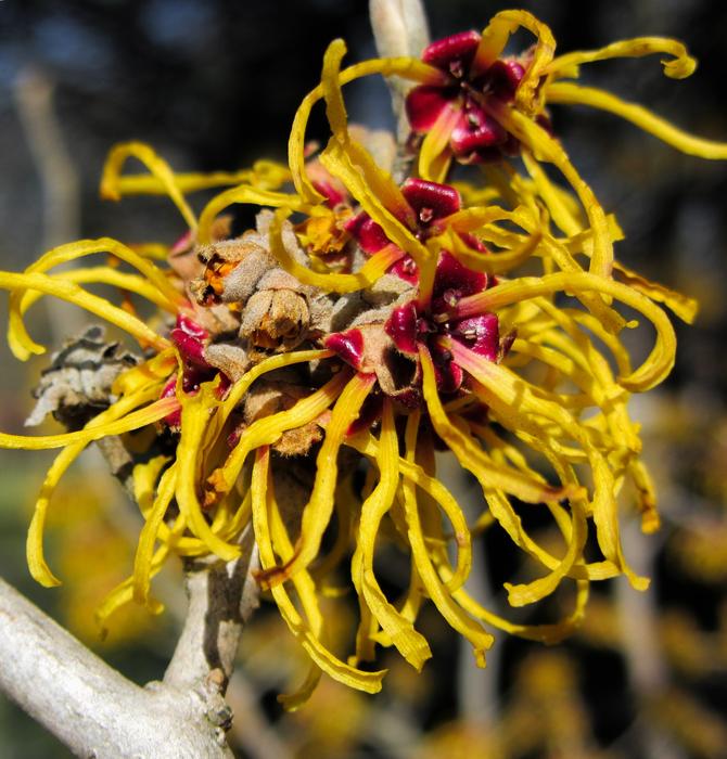 witch hazel flower on blurred background