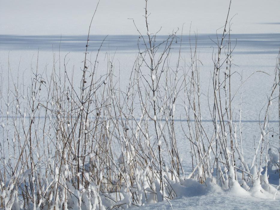 Winter Snowed grass