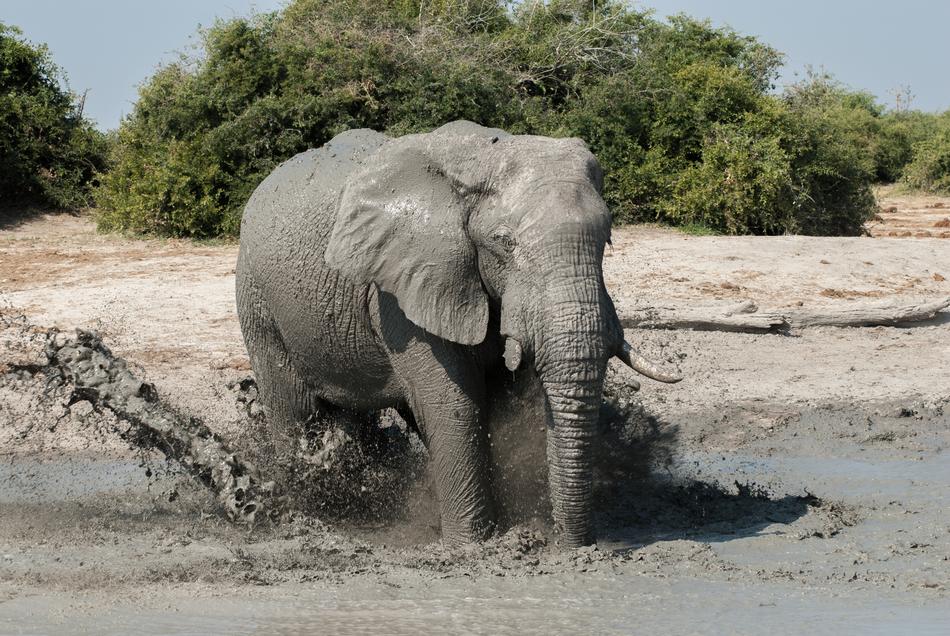 elephant walking on water