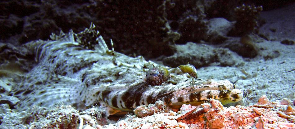 Diving Underwater Crocodile Fish