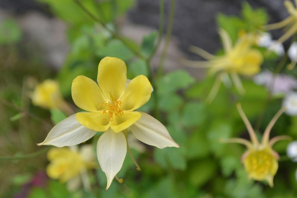 aquilegia, yellow and white columbine flowers