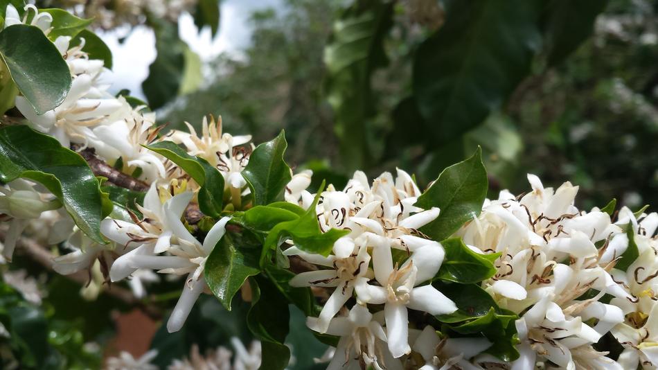 Coffee Flowering