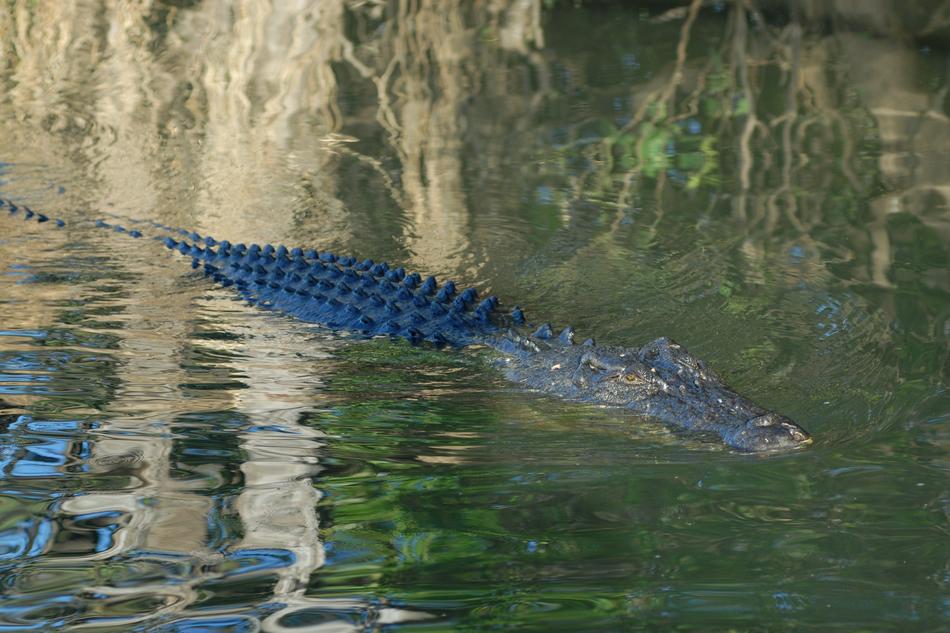wild crocodile in the river