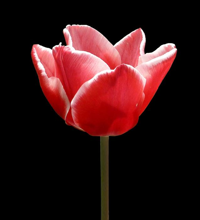 Flower Tulip Pink on black background