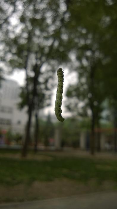 Bug at background of Big Trees