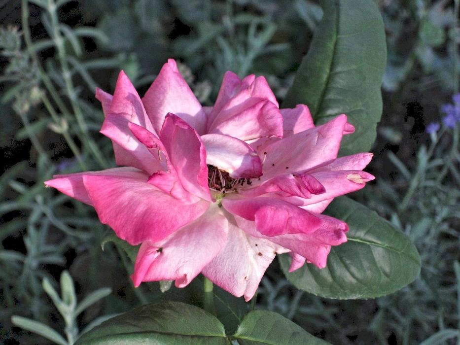 Pink Rose Summer Garden