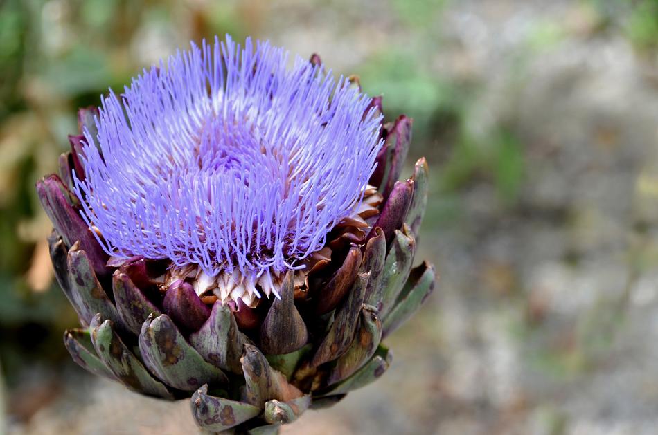blue Flower, Artichoke