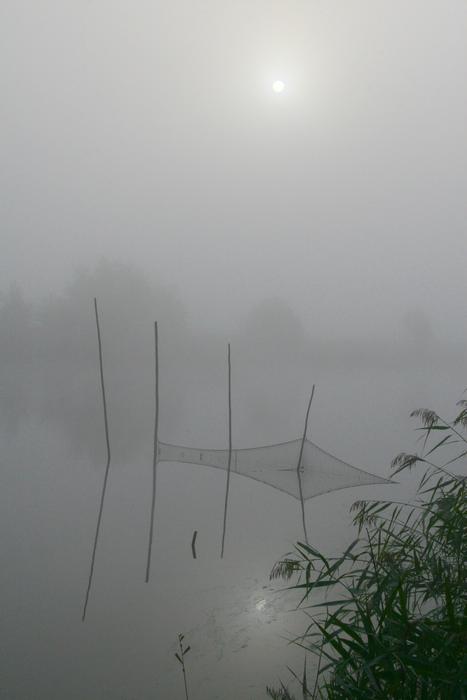 Fog Water