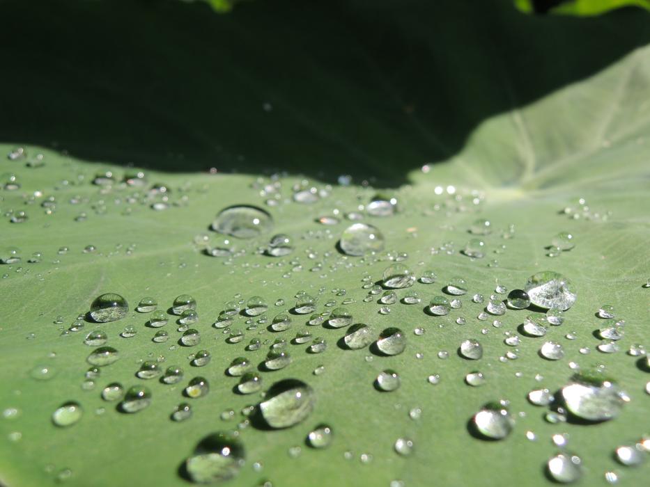 Dewdrops on the leaves