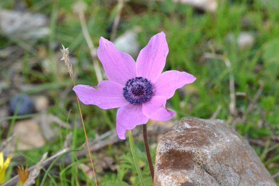 Purple plant in the garden in spring
