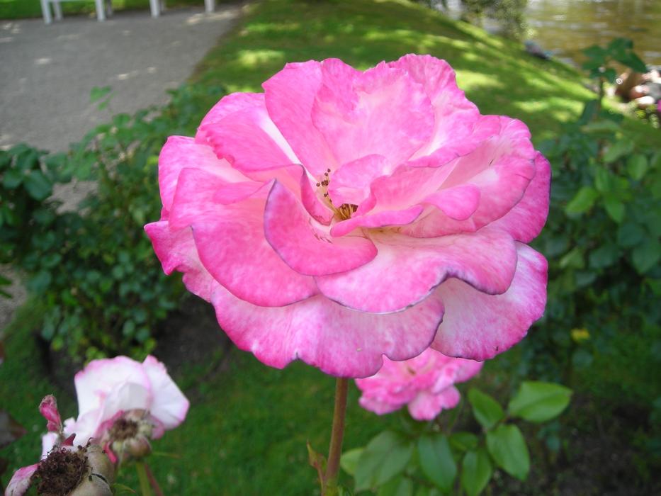 Roses Handel Baden