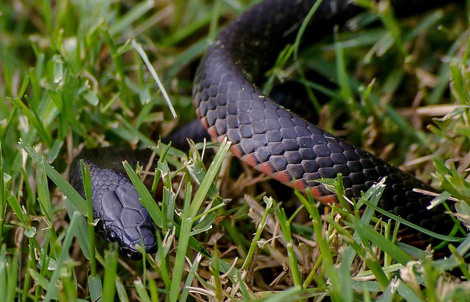 Red Bellied Black Snake Coiled