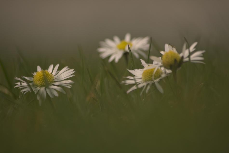 Daisy Flowers Spring