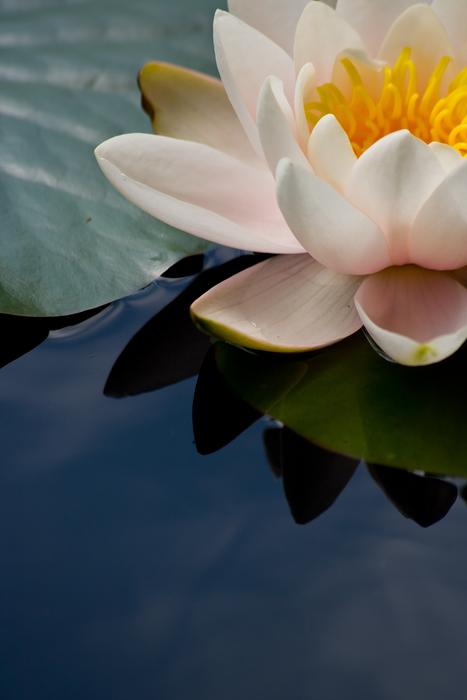 Pink White Flower on the water close-up