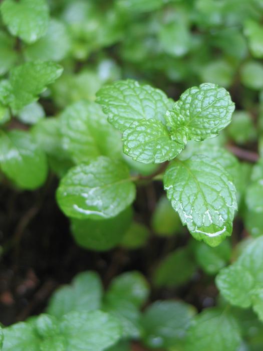 Mint in bloom in the woods
