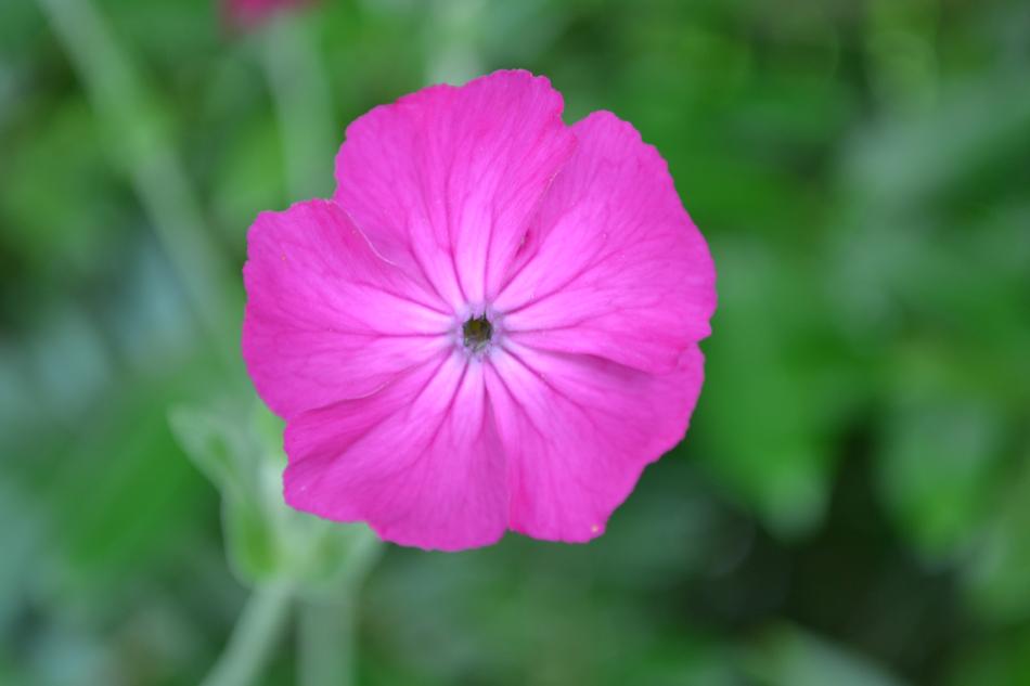 open Pink Blossom at green blurred background
