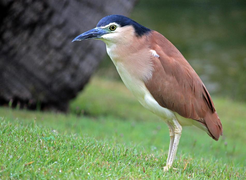 small bird standing in the grass
