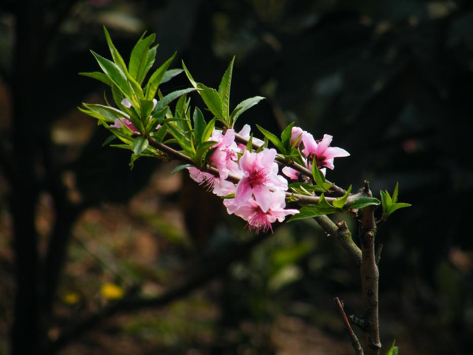 Peach Blossom Chinese New Year The