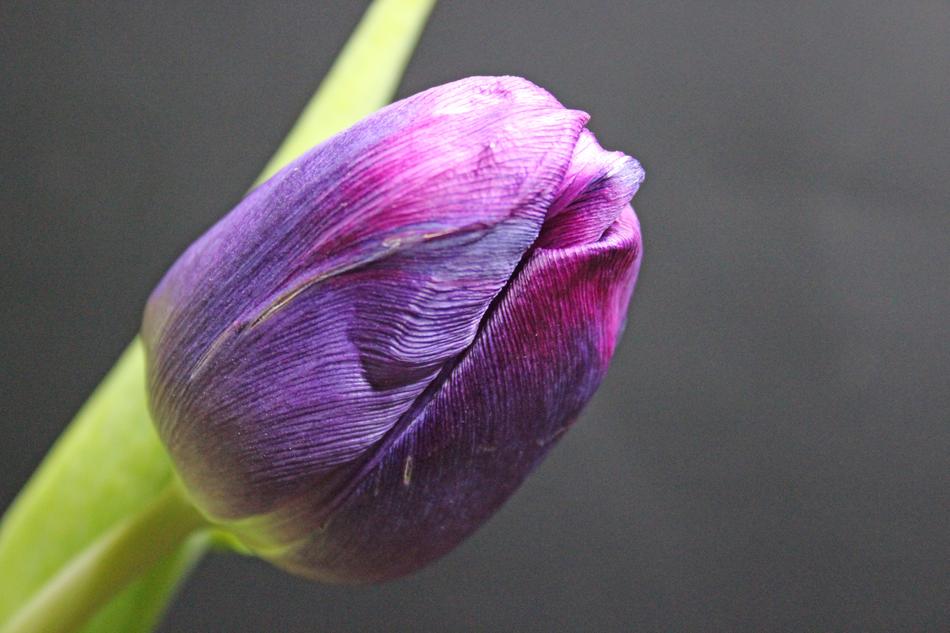Tulip Spring Flower on gray background