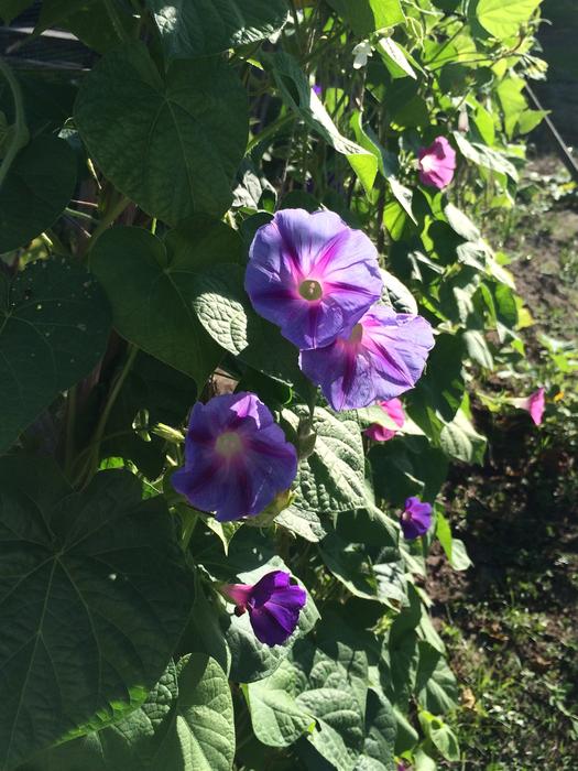 Morning Glories Spring Summer