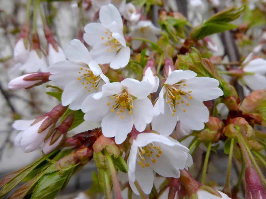 Beautiful, blooming, white and yellow flowers in spring