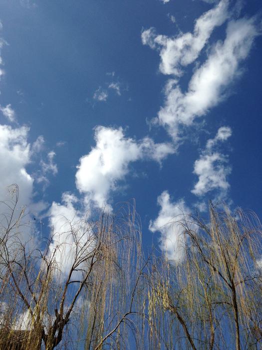 Trees Blue Sky White