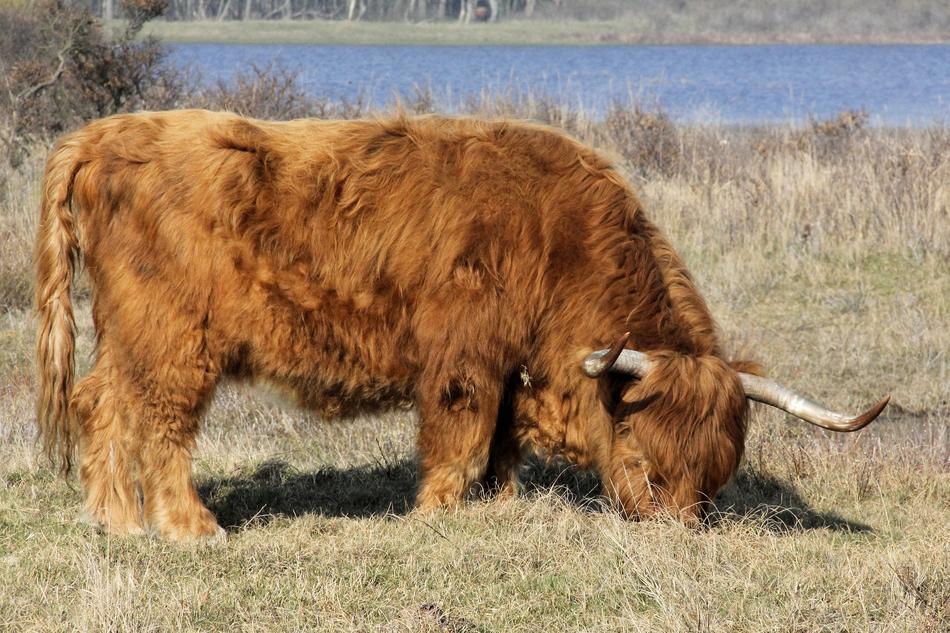 Hekrund Highlander