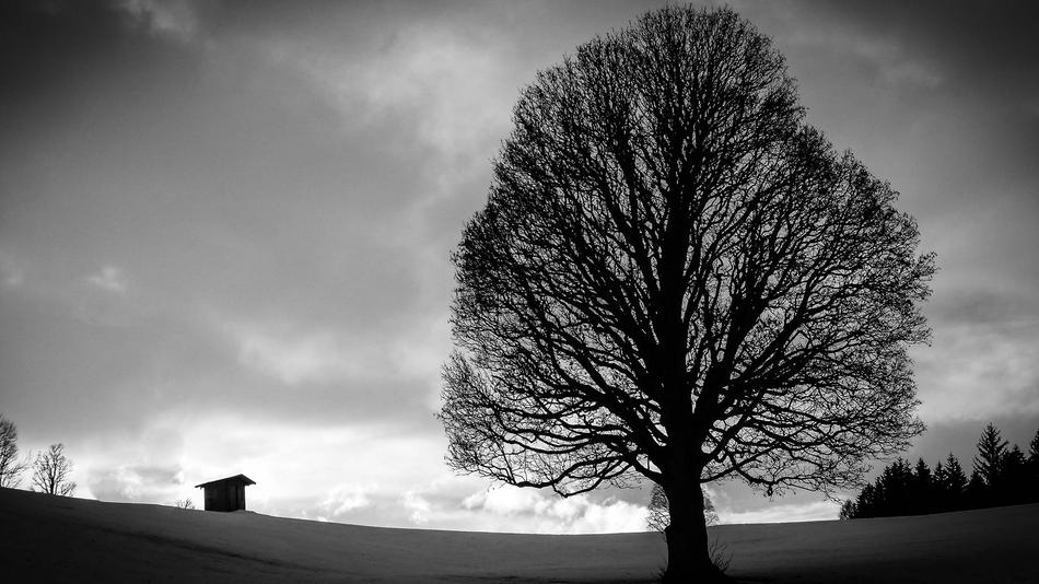 Tree Backlighting Clouds Black And