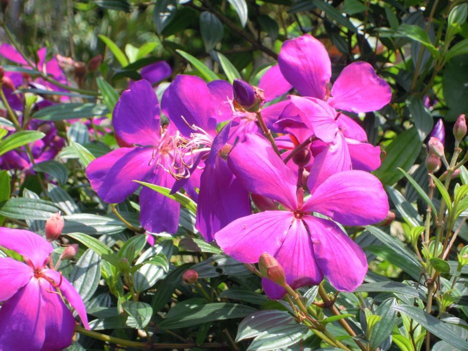 Melastoma Purple Wild
