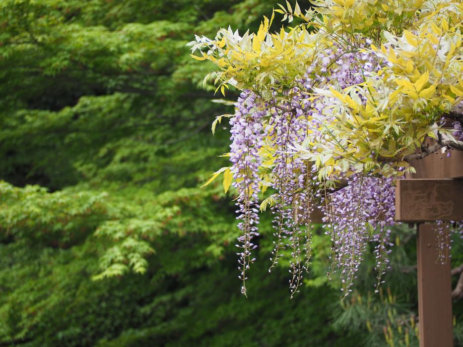 Wisteria Trellis Flowers