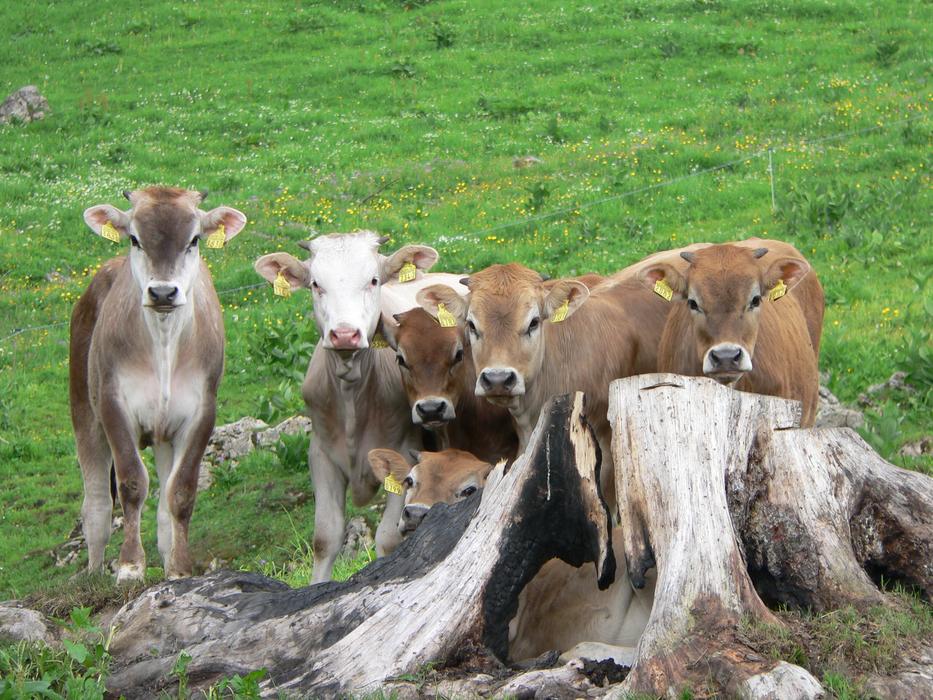 Alp Calves Calf Alpine