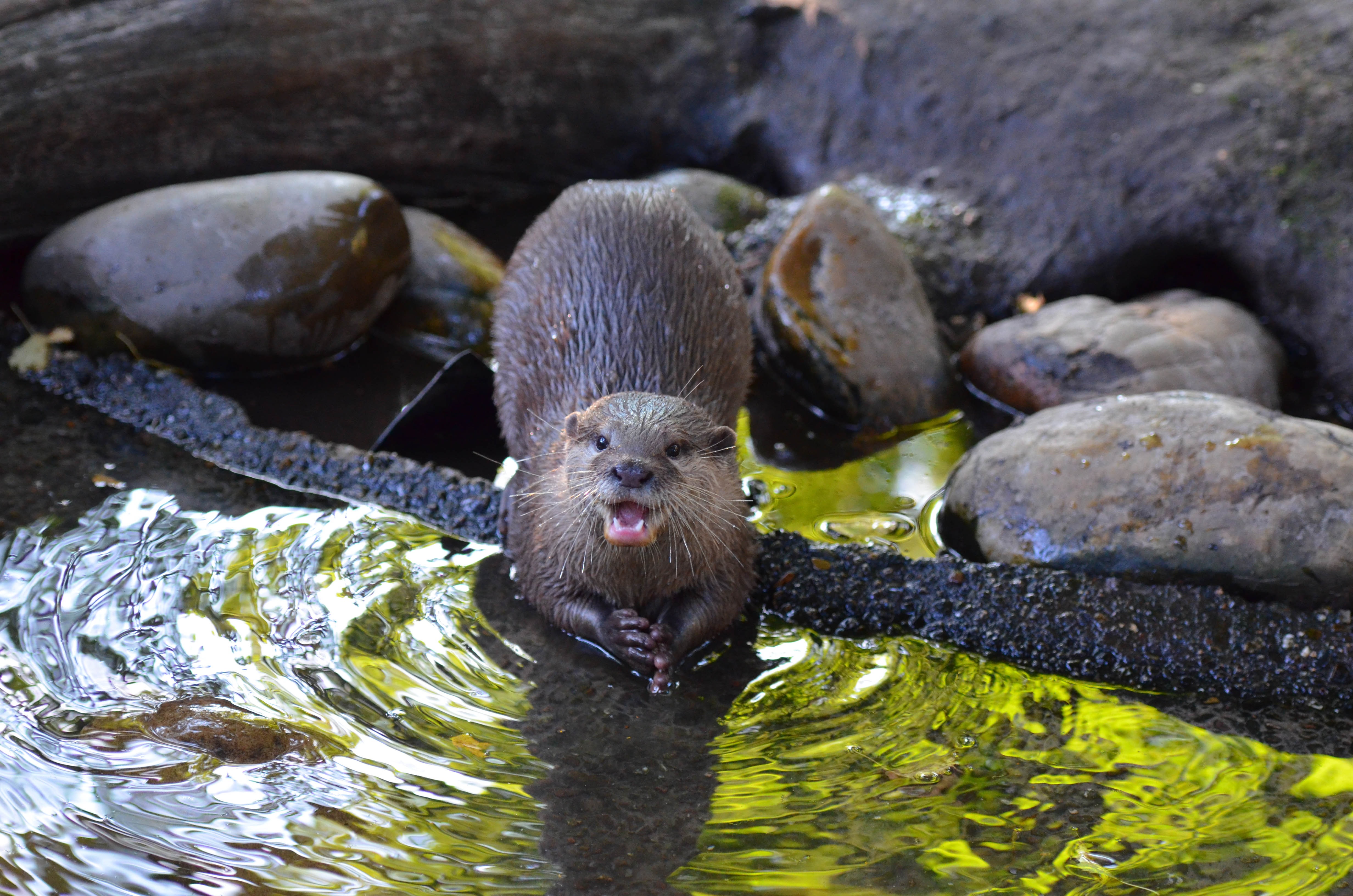 Colby Otter