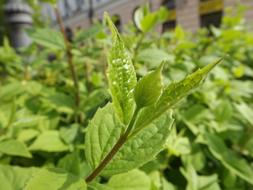 Green Foliage Bush