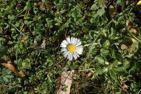 photo of green grass and lonely chamomile